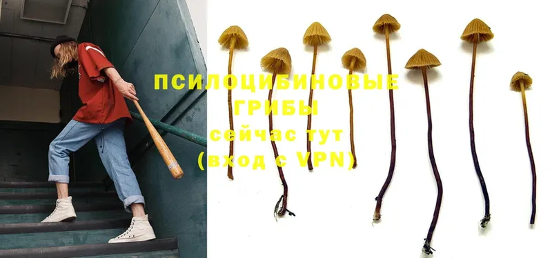 Псилоцибиновые грибы Psilocybe  Дятьково 